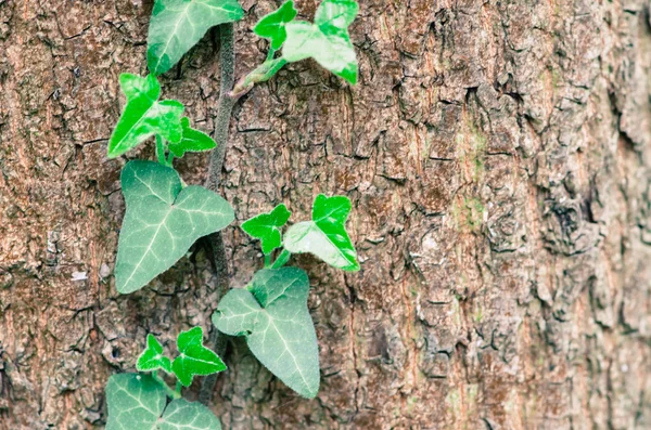 Feuilles sur arbre en bois — Photo