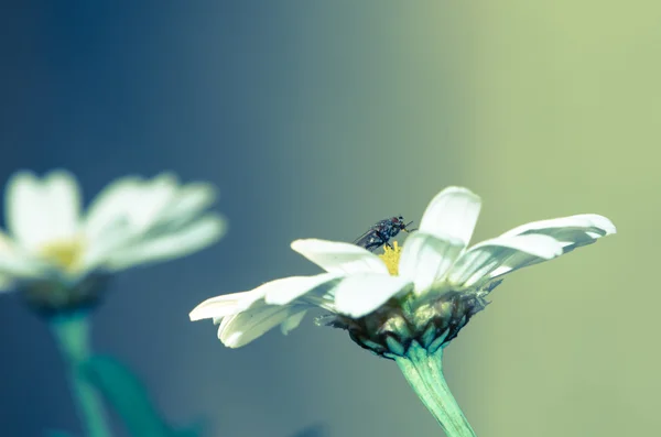 Bílá sedmikráska a moucha — Stock fotografie