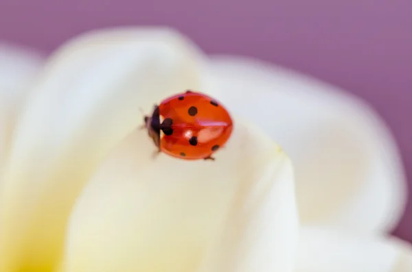 White petal and ladybird — Stock Photo, Image