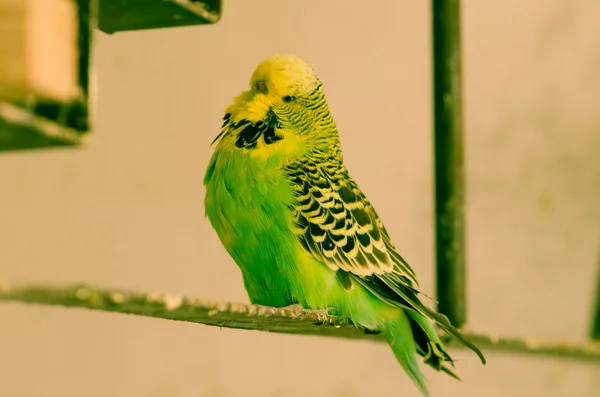 Yeşil papağan — Stok fotoğraf