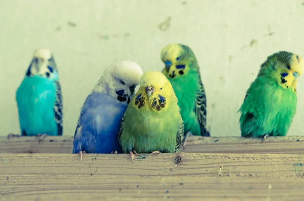 Bunte Papageien — Stockfoto