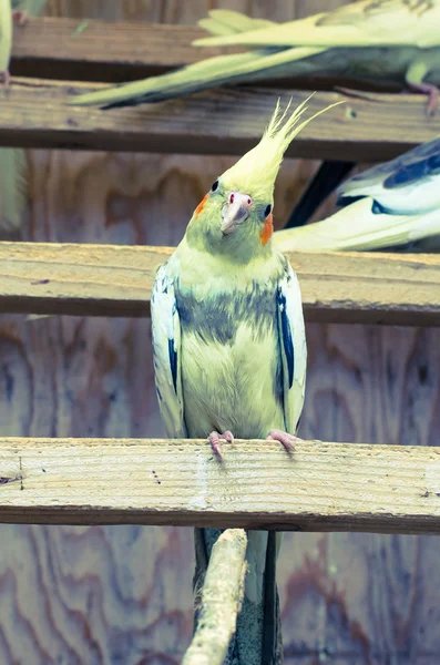 Papagaio-amarelo — Fotografia de Stock