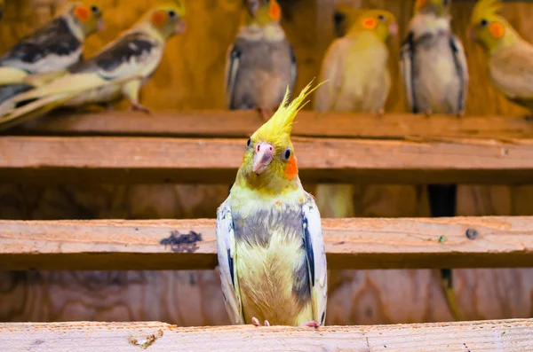 Gul papegoja — Stockfoto