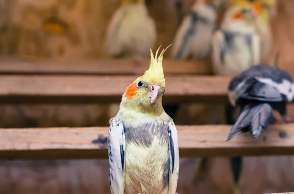 Papagaio-amarelo — Fotografia de Stock