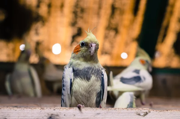 Färgglada papegojor — Stockfoto