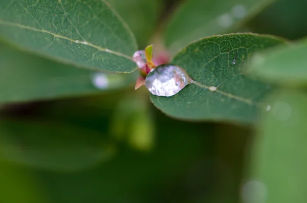 Wassertropfen auf Blatt — Stockfoto