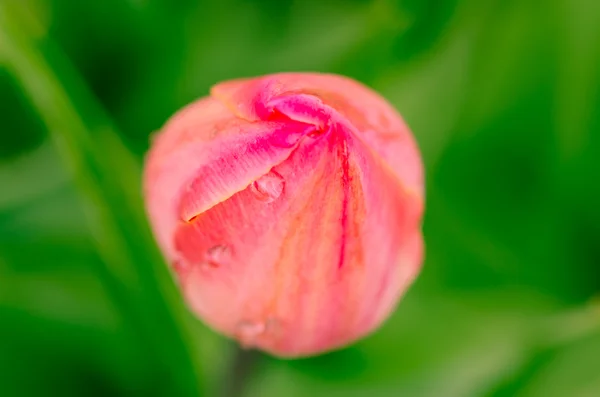 Szczegół tulipan — Zdjęcie stockowe