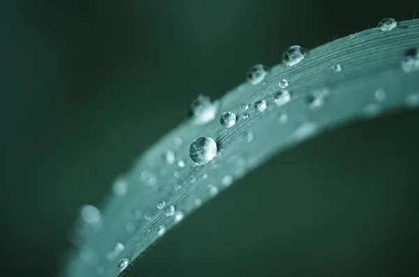 Waterdrop na trávu — Stock fotografie