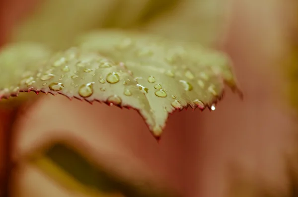 Wassertropfen auf Blatt — Stockfoto