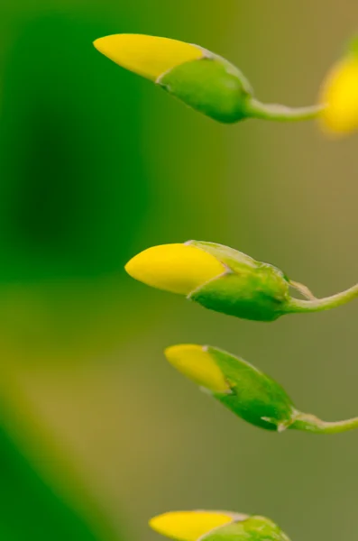 Yellow bug — Stockfoto