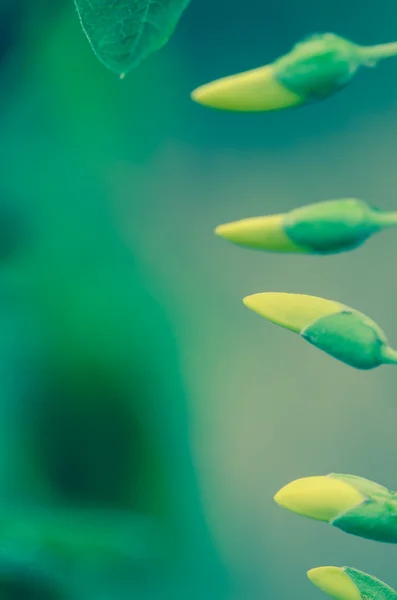 Insetto giallo — Foto Stock