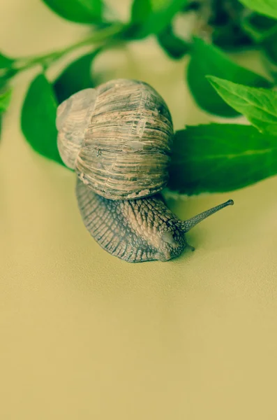 Schnecke — Stockfoto