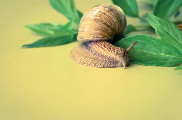 Schnecke — Stockfoto