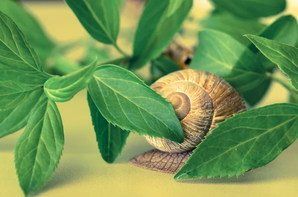 Snail — Stock Photo, Image