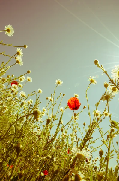 Fiori colorati — Foto Stock