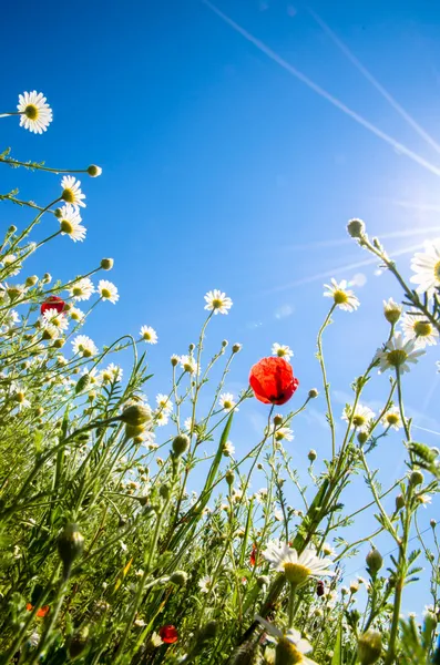 Colorful flowers — Stock Photo, Image