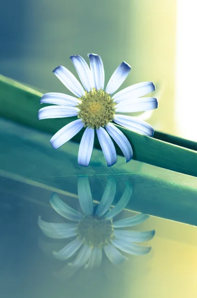 Bílá květinka sedmikráska — Stock fotografie