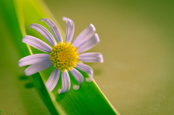 Fiore bianco blu — Foto Stock