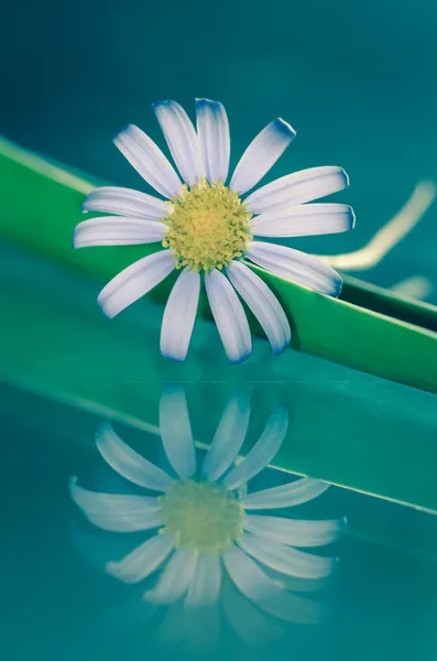 White daisy flower — Stock Photo, Image