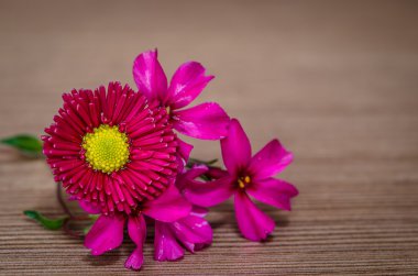 pembe papatya
