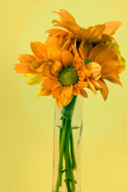 Kasımpatı çiçeği