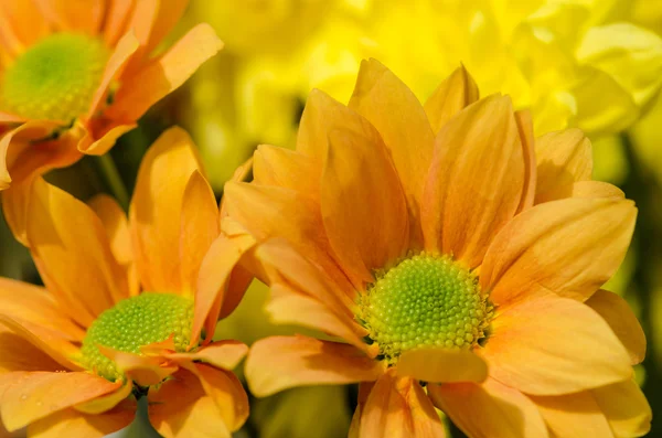 Chrysanthemum flower — Stock Photo, Image