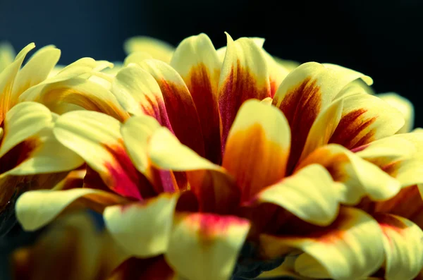 菊の花 — ストック写真