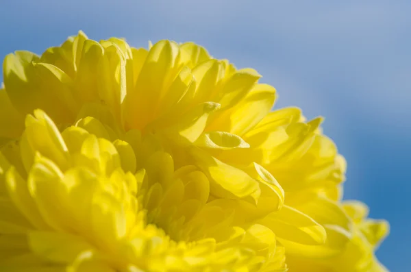 Chrysanthemum flower — Stock Photo, Image