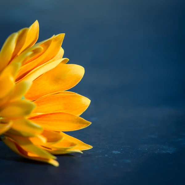 Χρυσάνθεμο λουλούδι — Φωτογραφία Αρχείου