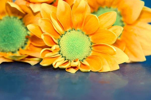 Χρυσάνθεμο λουλούδι — Φωτογραφία Αρχείου