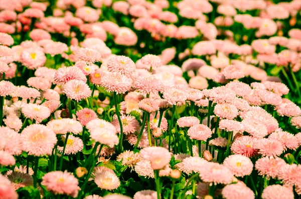 Růžový sedmikráska květ — Stock fotografie