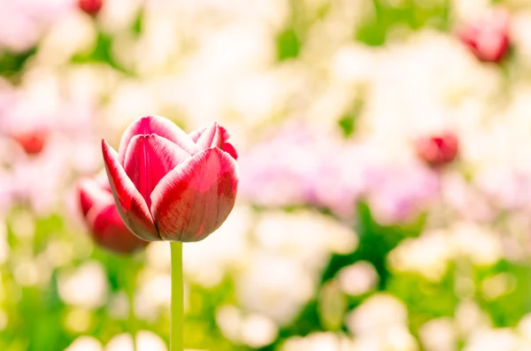 Rode tulip — Stockfoto