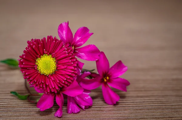 Rosa Gänseblümchen — Stockfoto