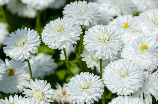 Blomkål — Stockfoto