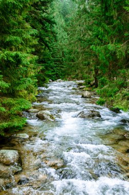 vahşi nehir ve ağaçlar