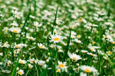 Daisy çayırı