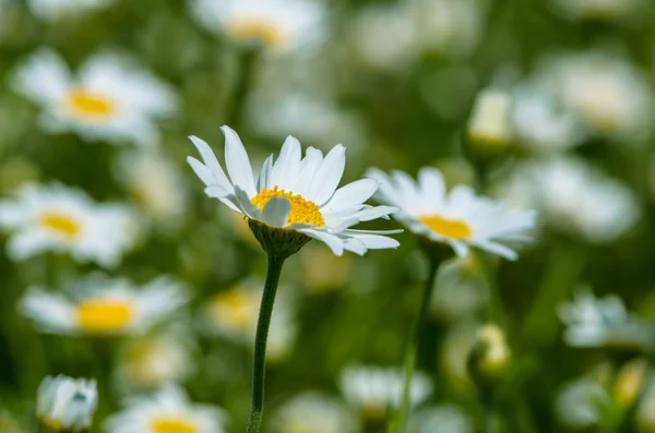 Pré de marguerite — Photo