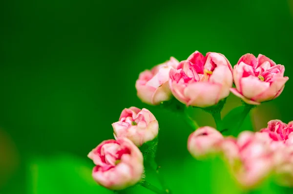 Pink rose flower — Stock Photo, Image