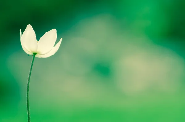 Vit blomma — Stockfoto