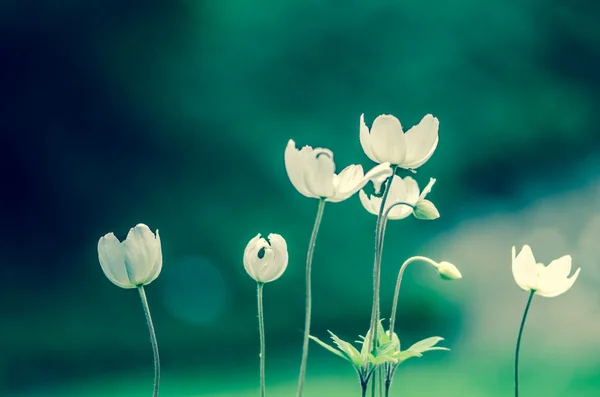 White flower — Stock Photo, Image