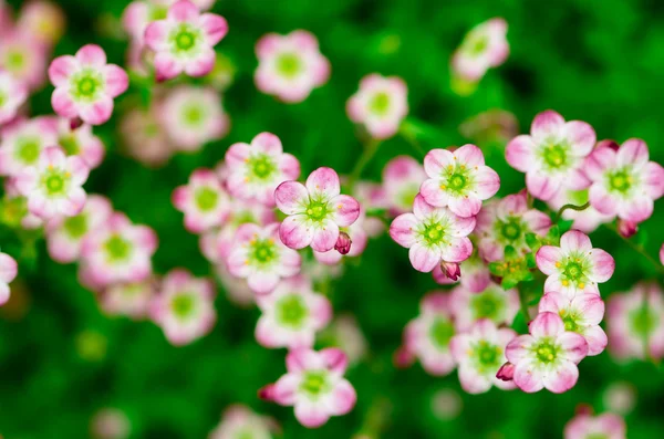 Flor púrpura —  Fotos de Stock