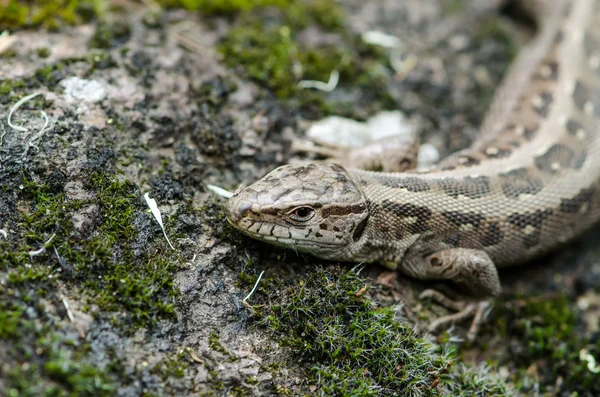 Lizard — Stock Photo, Image