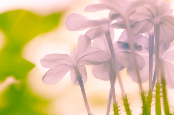 Rosa Blume — Stockfoto