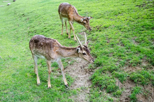 Deer — Stock Photo, Image