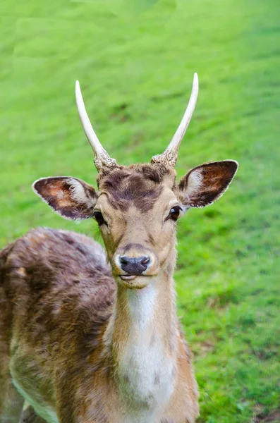 Deer — Stock Photo, Image