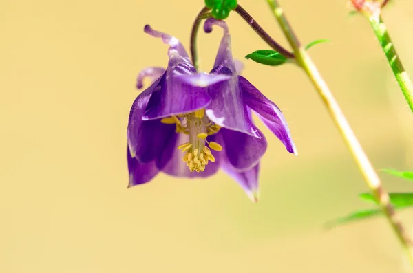 Flor púrpura —  Fotos de Stock