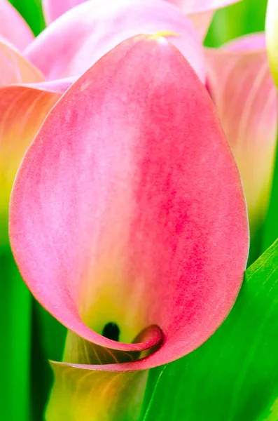 Flor rosa — Foto de Stock