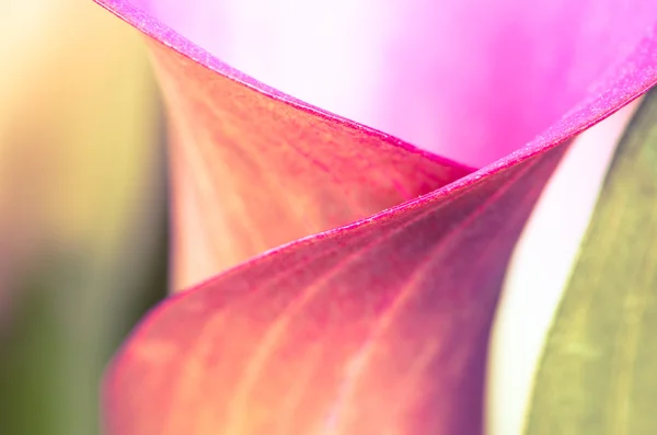 Rosa blomma — Stockfoto