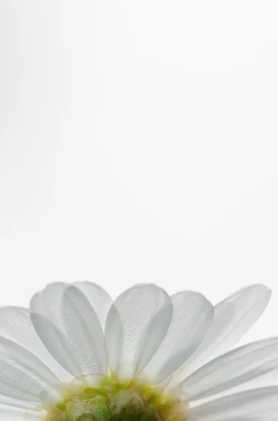 White daisy — Stock Photo, Image