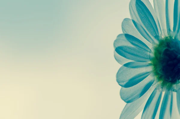 White daisy — Stock Photo, Image